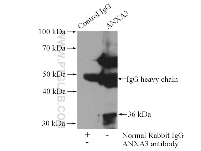 Annexin A3 Antibody in Immunoprecipitation (IP)