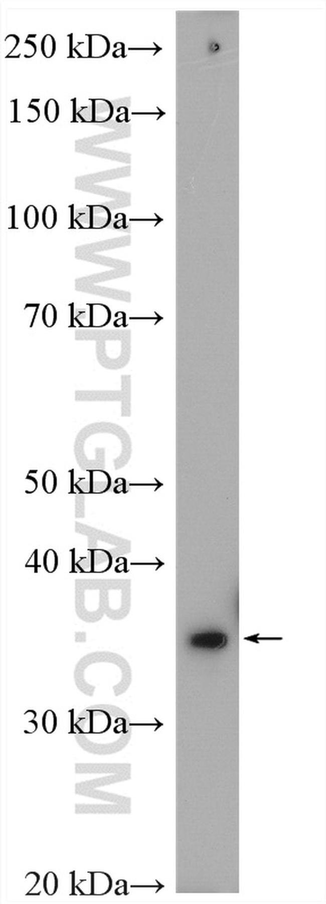 Annexin A3 Antibody in Western Blot (WB)