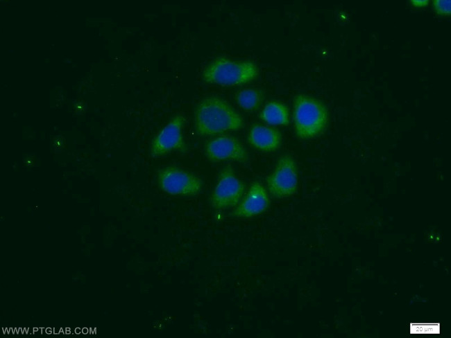 PSG1 Antibody in Immunocytochemistry (ICC/IF)