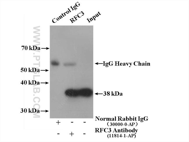RFC3 Antibody in Western Blot (WB)