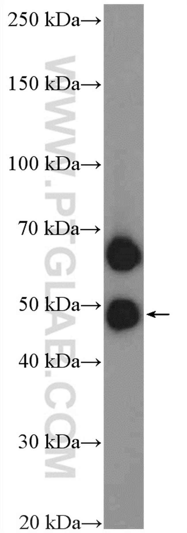 PILRA Antibody in Western Blot (WB)