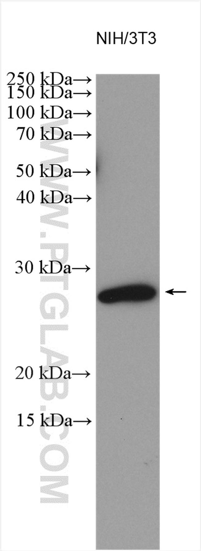 SDC4 Antibody in Western Blot (WB)