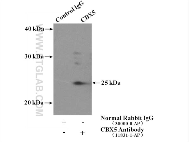 CBX5 Antibody in Immunoprecipitation (IP)