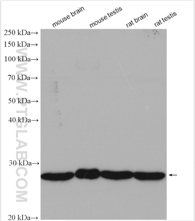 UBE2K Antibody in Western Blot (WB)