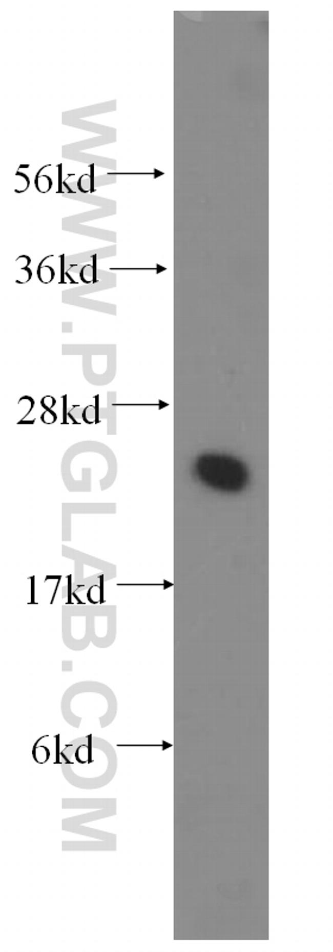 UBE2K Antibody in Western Blot (WB)