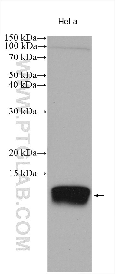 SPCS1 Antibody in Western Blot (WB)