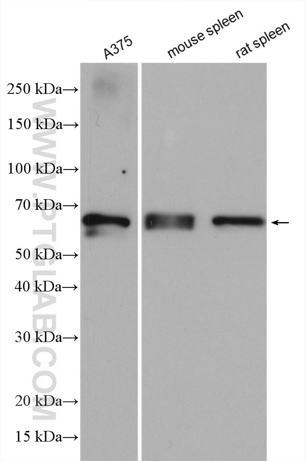 GBP2 Antibody in Western Blot (WB)