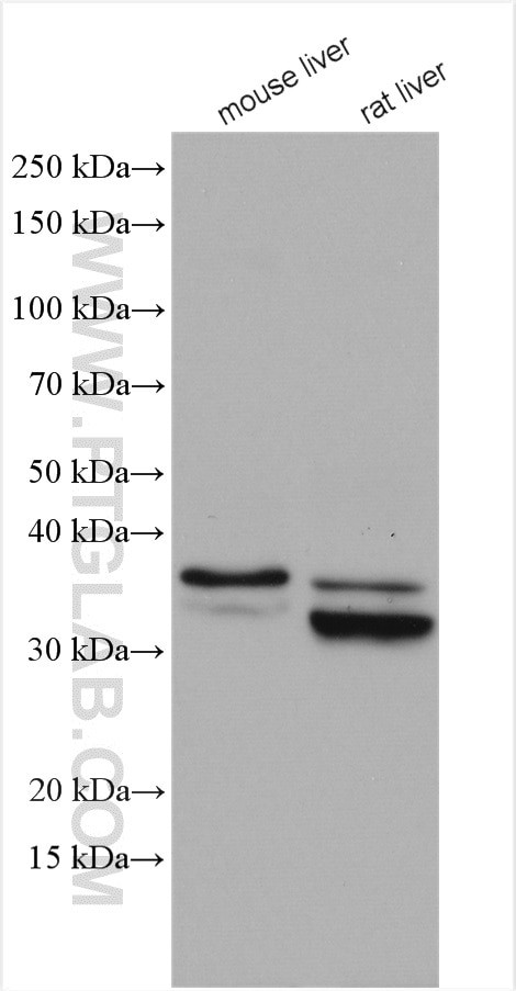 HSD17B6 Antibody in Western Blot (WB)