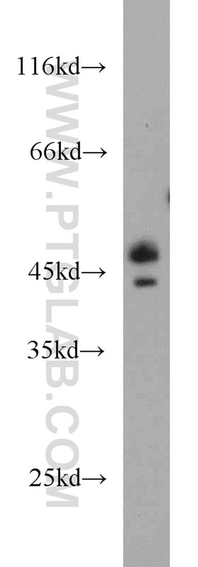 Caspase 4/p20/p10 Antibody in Western Blot (WB)