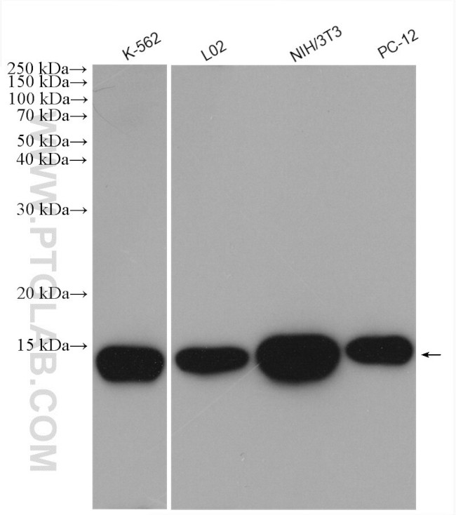 Galectin-1 Antibody in Western Blot (WB)