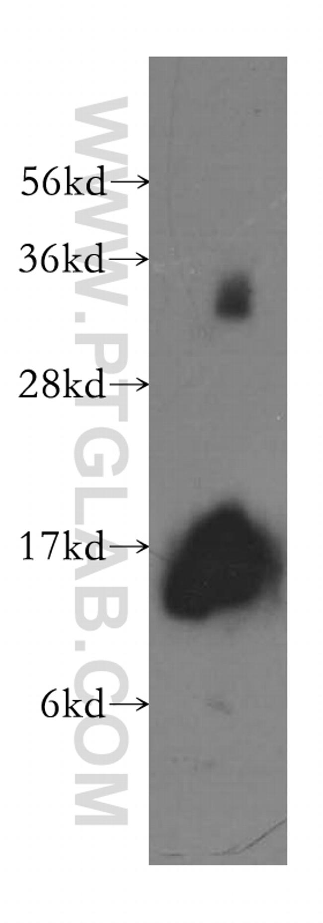 Galectin-1 Antibody in Western Blot (WB)