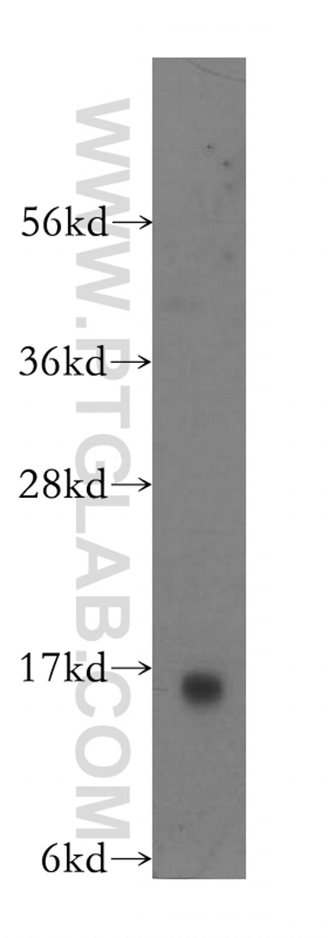 Galectin-1 Antibody in Western Blot (WB)