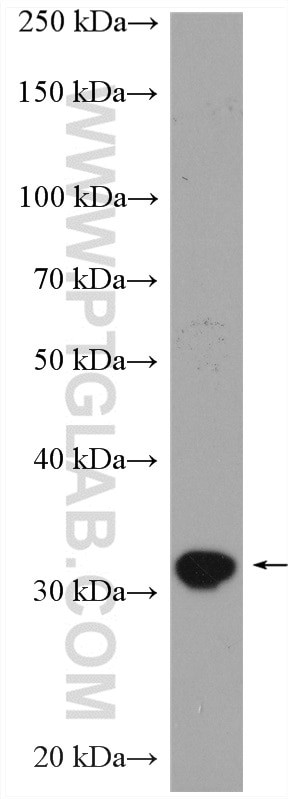 TNFSF13B Antibody in Western Blot (WB)