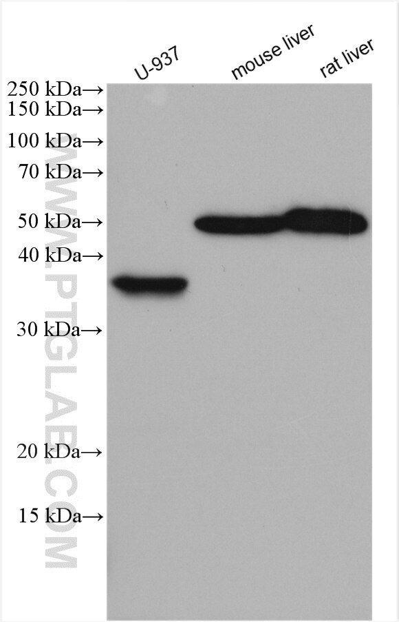 TNFSF13B Antibody in Western Blot (WB)