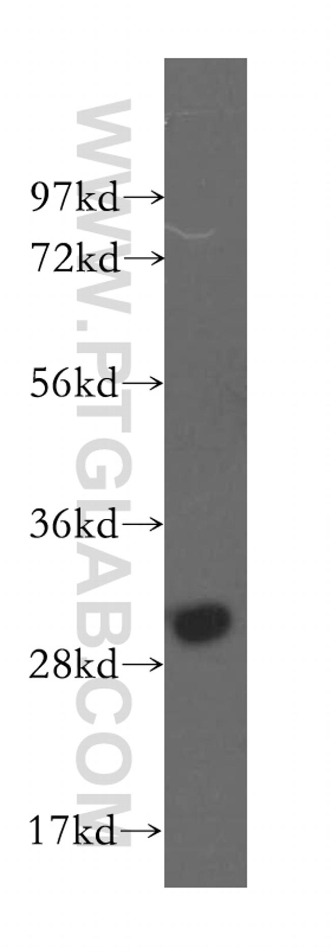 TNFSF13B Antibody in Western Blot (WB)