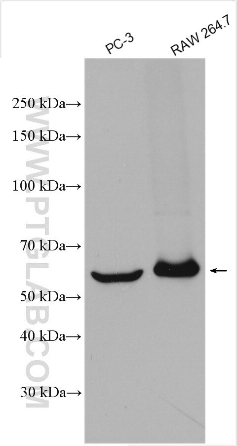 TIM3 Antibody in Western Blot (WB)