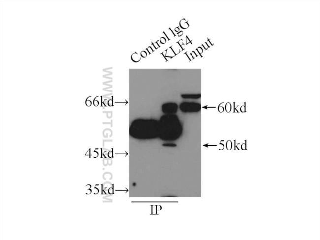 KLF4 Antibody in Immunoprecipitation (IP)