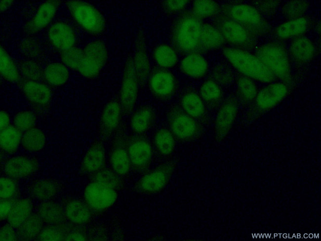 PSMA3 Antibody in Immunocytochemistry (ICC/IF)