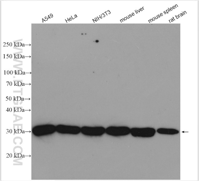 PSMA3 Antibody in Western Blot (WB)