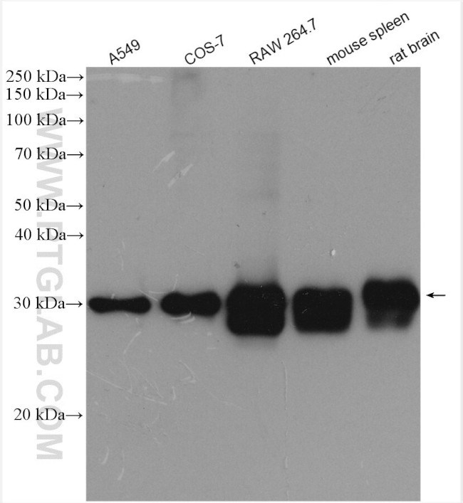 PSMA3 Antibody in Western Blot (WB)