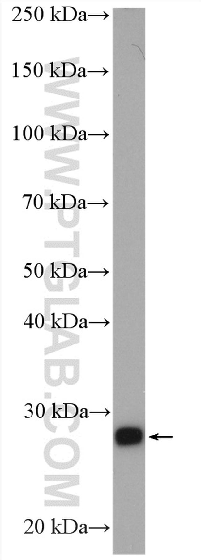 PSMA3 Antibody in Western Blot (WB)