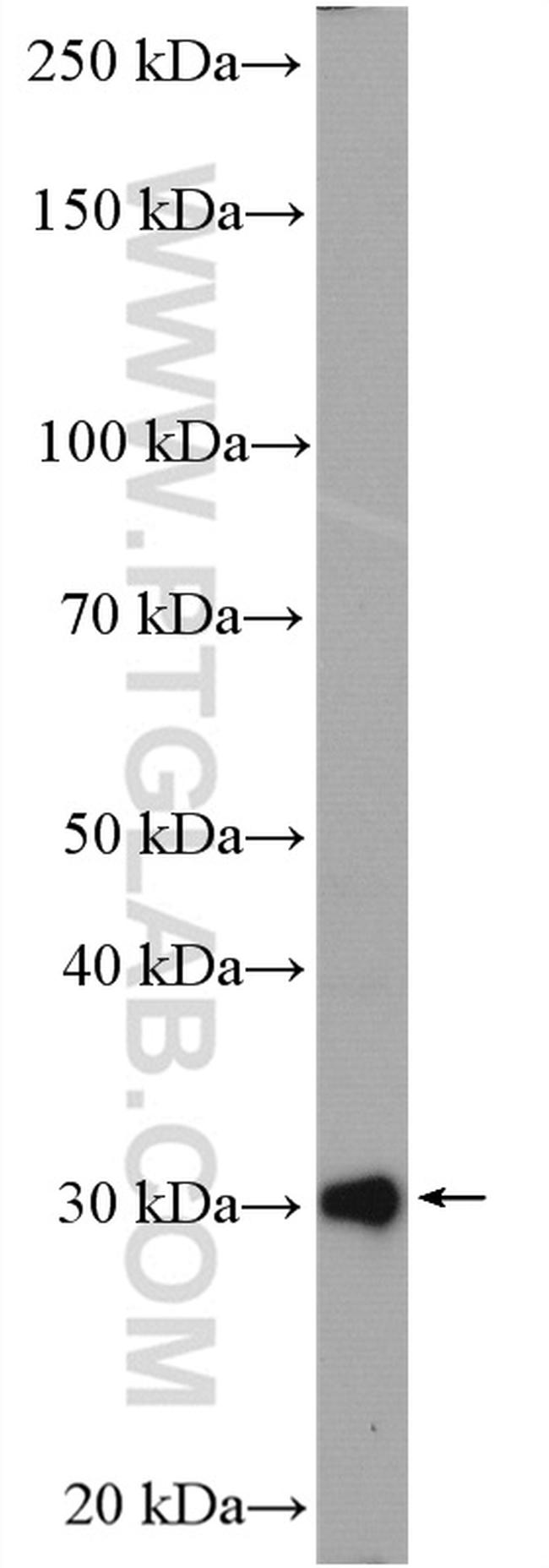 PSMA3 Antibody in Western Blot (WB)