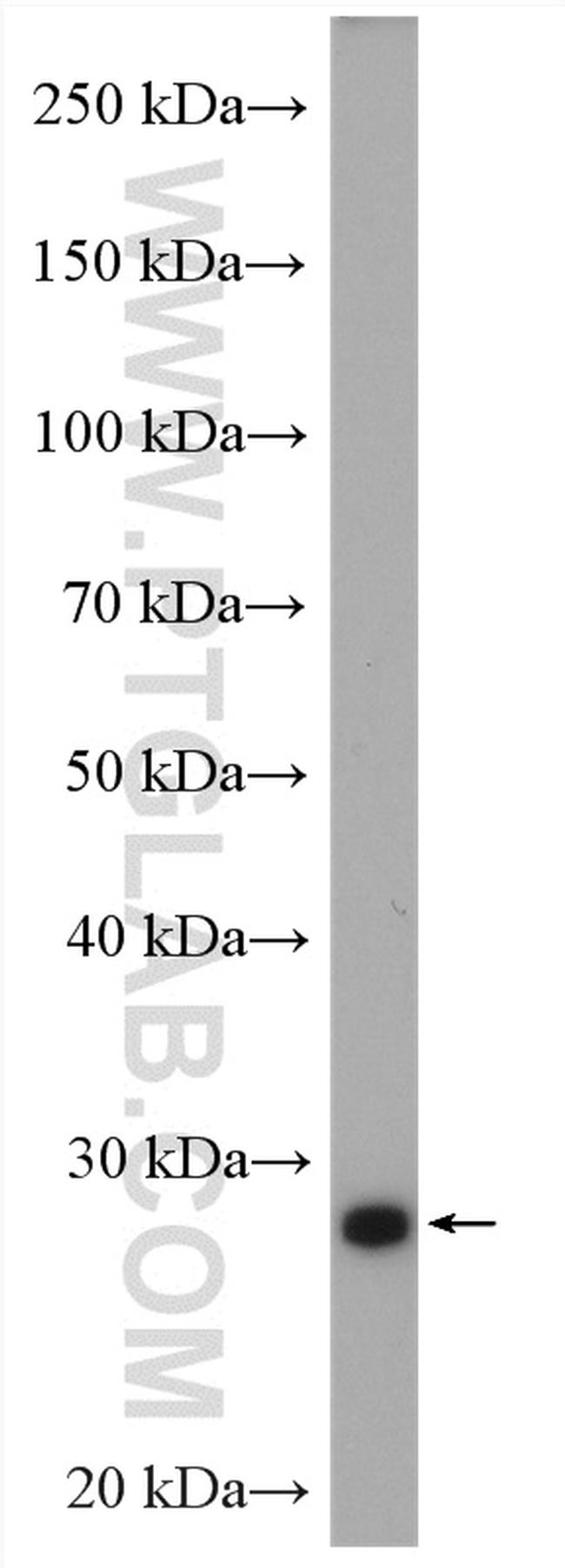 PSMA3 Antibody in Western Blot (WB)