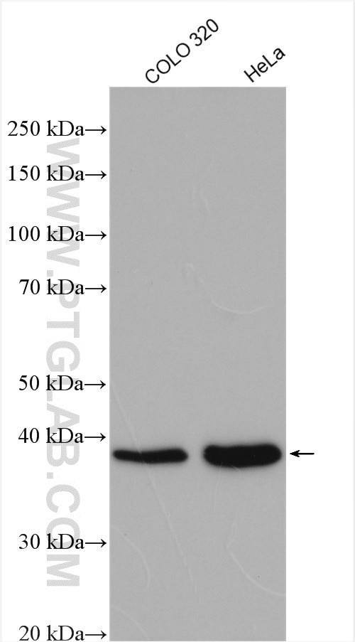 XLF Antibody in Western Blot (WB)