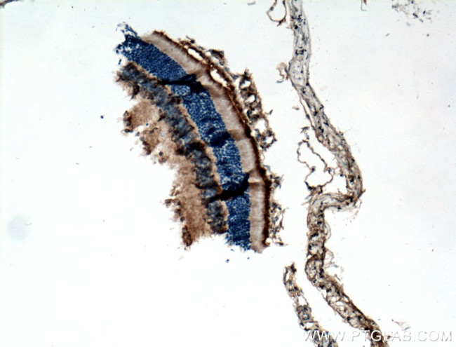 RGR Antibody in Immunohistochemistry (Paraffin) (IHC (P))