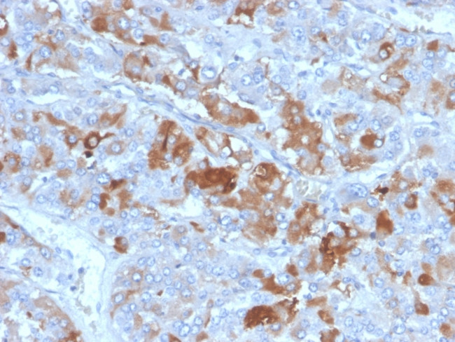 Clusterin/Apolipoprotein J (APO-J) Antibody in Immunohistochemistry (Paraffin) (IHC (P))