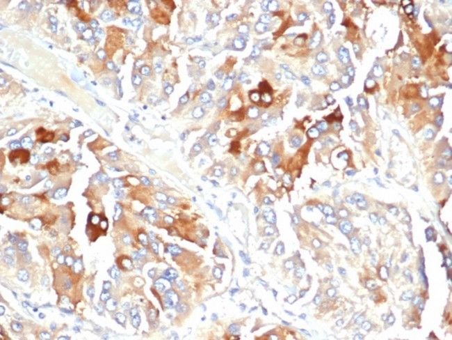 Clusterin/Apolipoprotein J (APO-J) Antibody in Immunohistochemistry (Paraffin) (IHC (P))