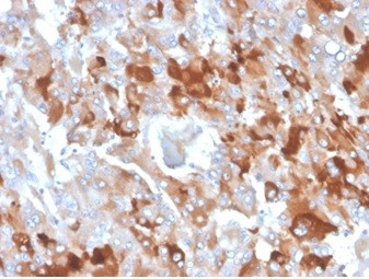 Clusterin/Apolipoprotein J (APO-J) Antibody in Immunohistochemistry (Paraffin) (IHC (P))