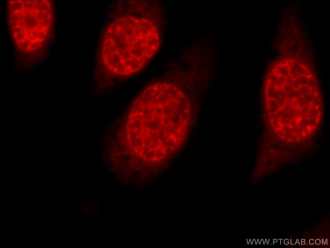 HuR Antibody in Immunocytochemistry (ICC/IF)