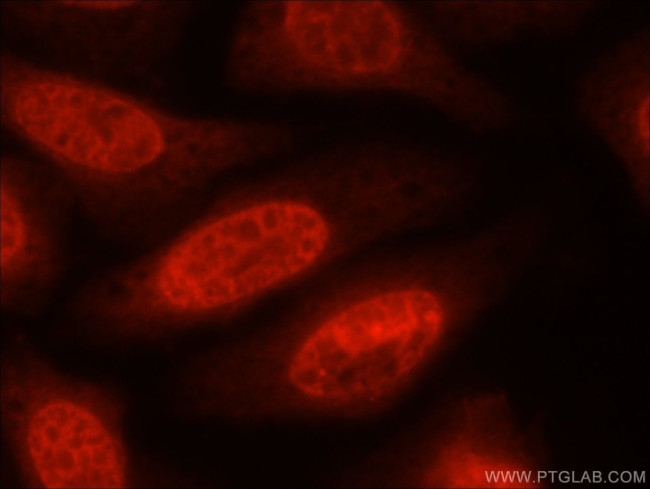 HuR Antibody in Immunocytochemistry (ICC/IF)