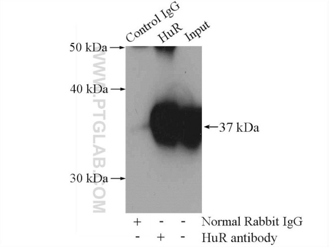 HuR Antibody in Immunoprecipitation (IP)