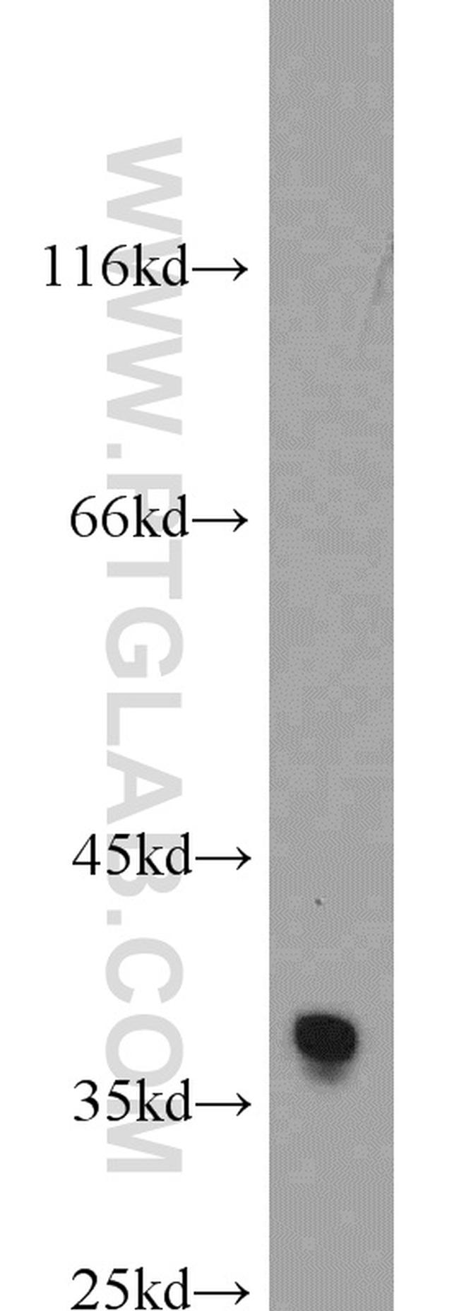 HuR Antibody in Western Blot (WB)