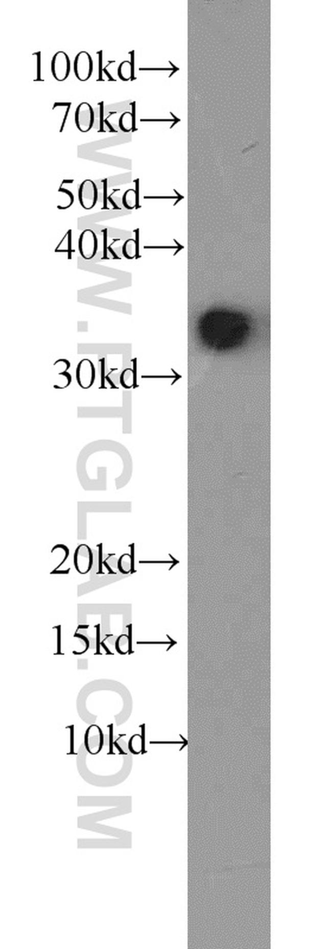 HuR Antibody in Western Blot (WB)