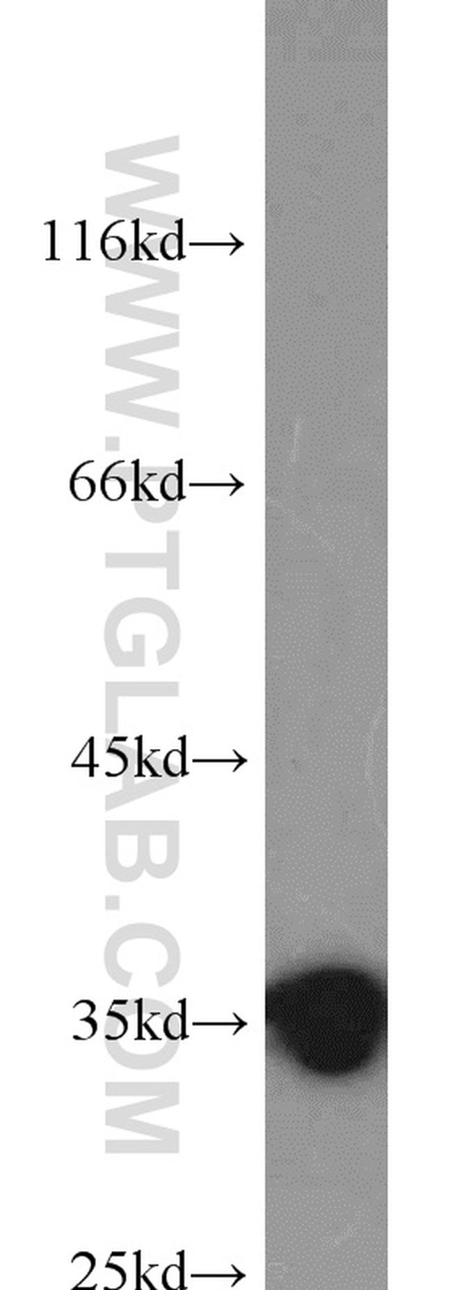 HuR Antibody in Western Blot (WB)