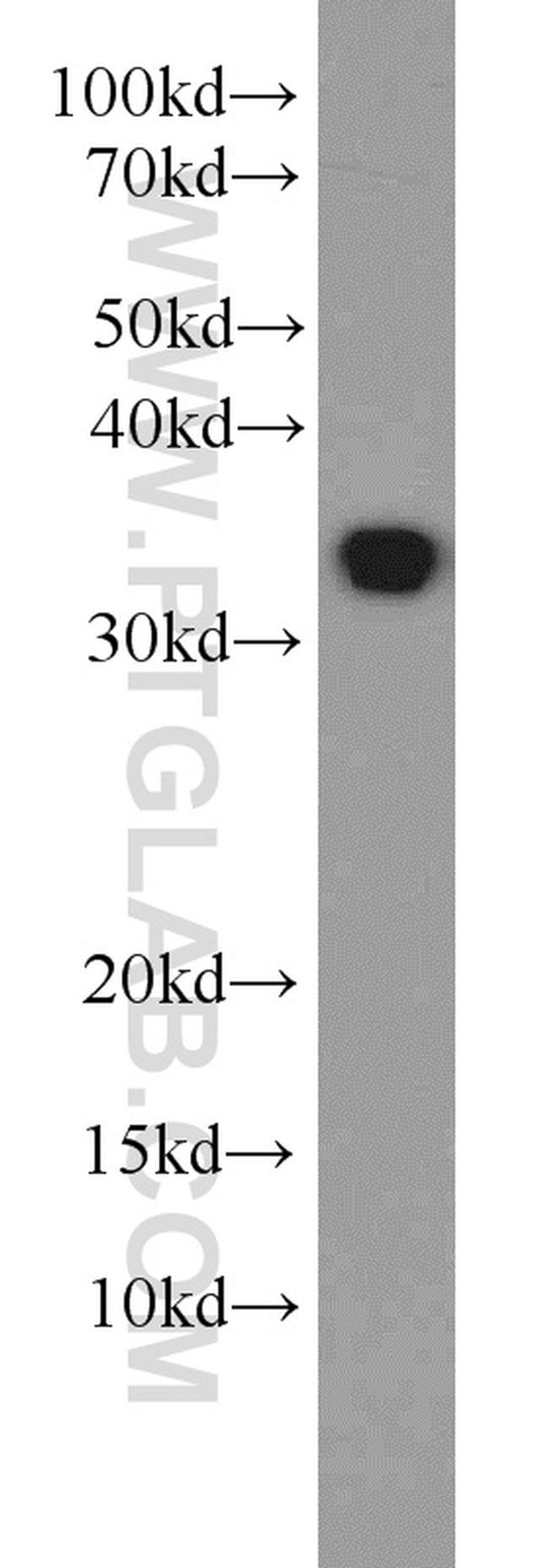 HuR Antibody in Western Blot (WB)