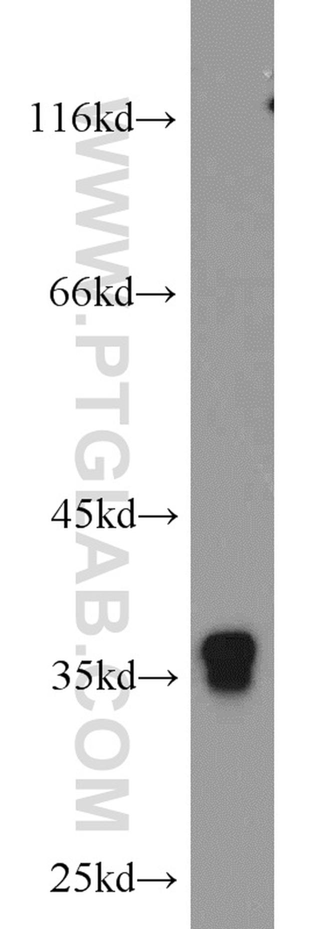 HuR Antibody in Western Blot (WB)