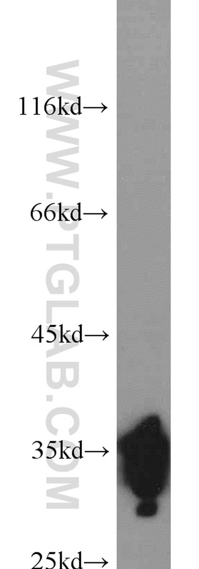 HuR Antibody in Western Blot (WB)