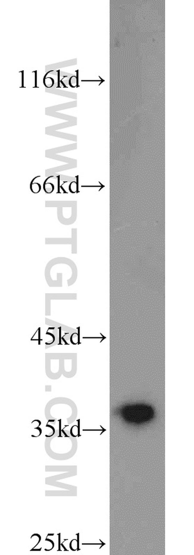 HuR Antibody in Western Blot (WB)