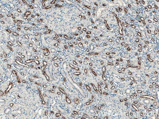 Uromodulin Antibody in Immunohistochemistry (Paraffin) (IHC (P))