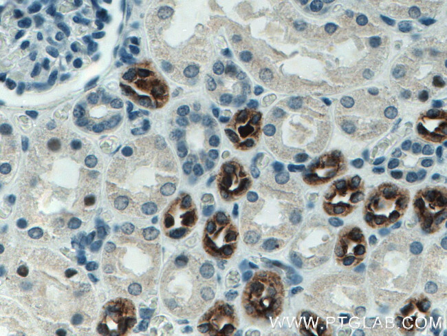 Uromodulin Antibody in Immunohistochemistry (Paraffin) (IHC (P))