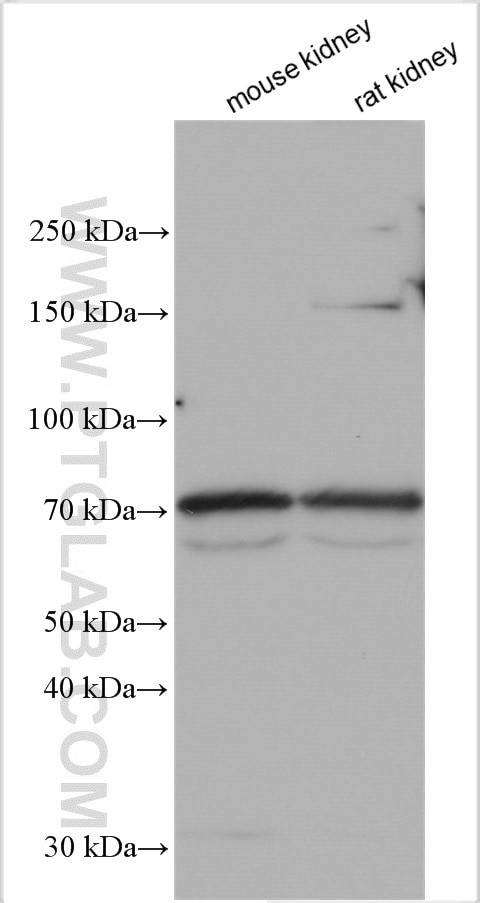 Uromodulin Antibody in Western Blot (WB)