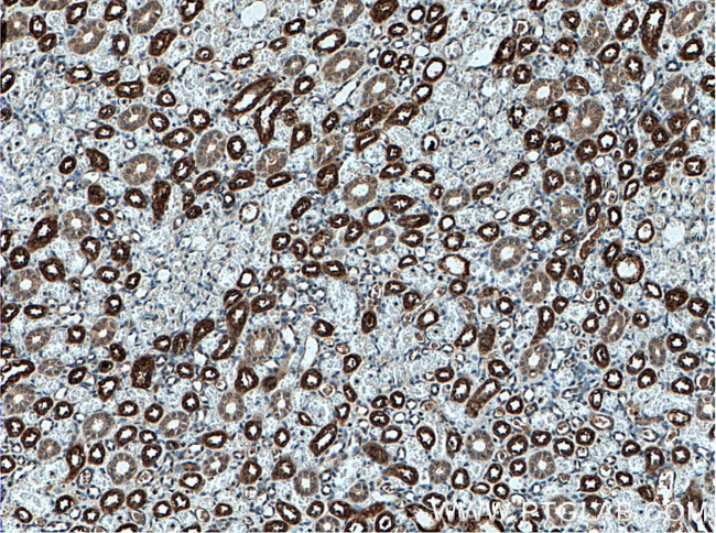 Uromodulin Antibody in Immunohistochemistry (Paraffin) (IHC (P))