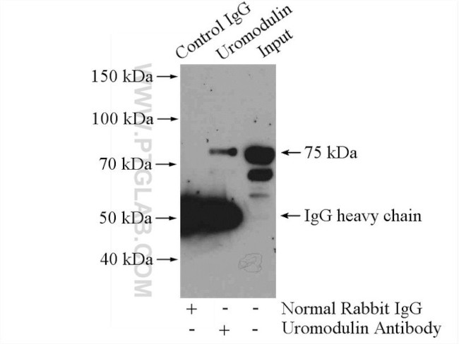 Uromodulin Antibody in Immunoprecipitation (IP)