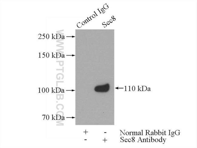 Sec8 Antibody in Immunoprecipitation (IP)