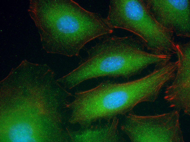 RABL3 Antibody in Immunocytochemistry (ICC/IF)