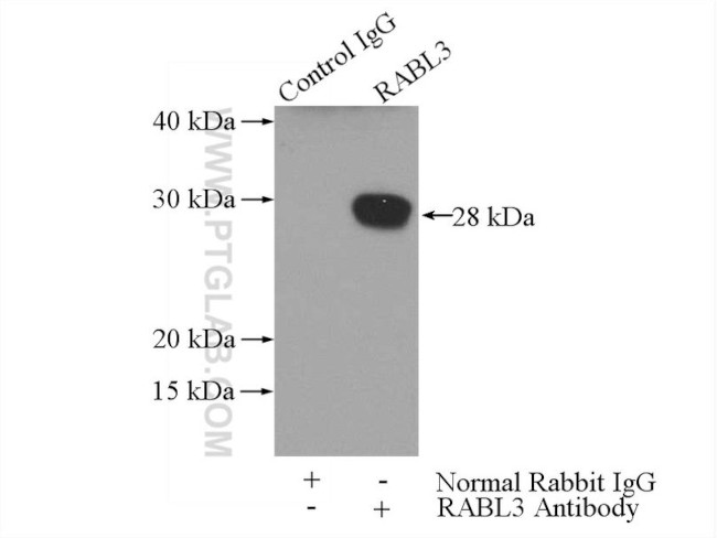 RABL3 Antibody in Immunoprecipitation (IP)